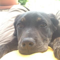Mein schwarzer Labradorwelpe Sunny